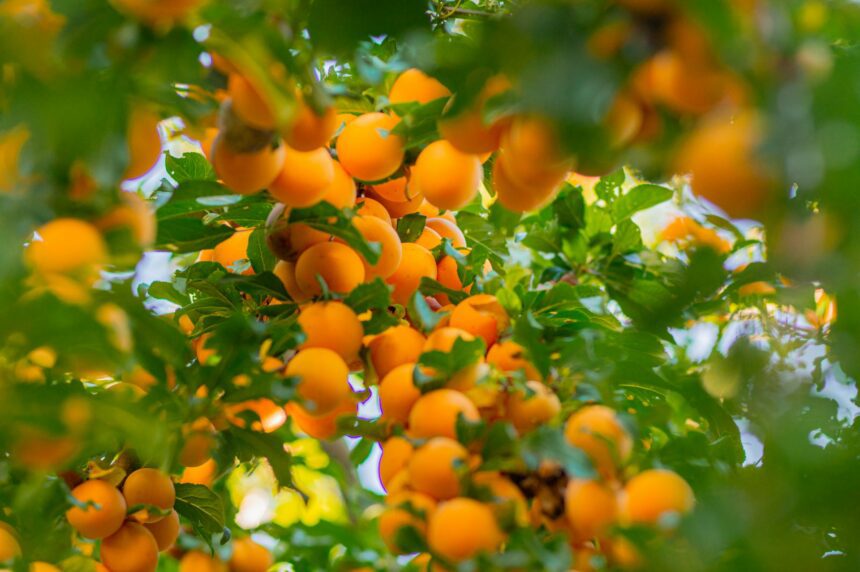 Apricot tree in blossom with bright orange fruit and green leaves